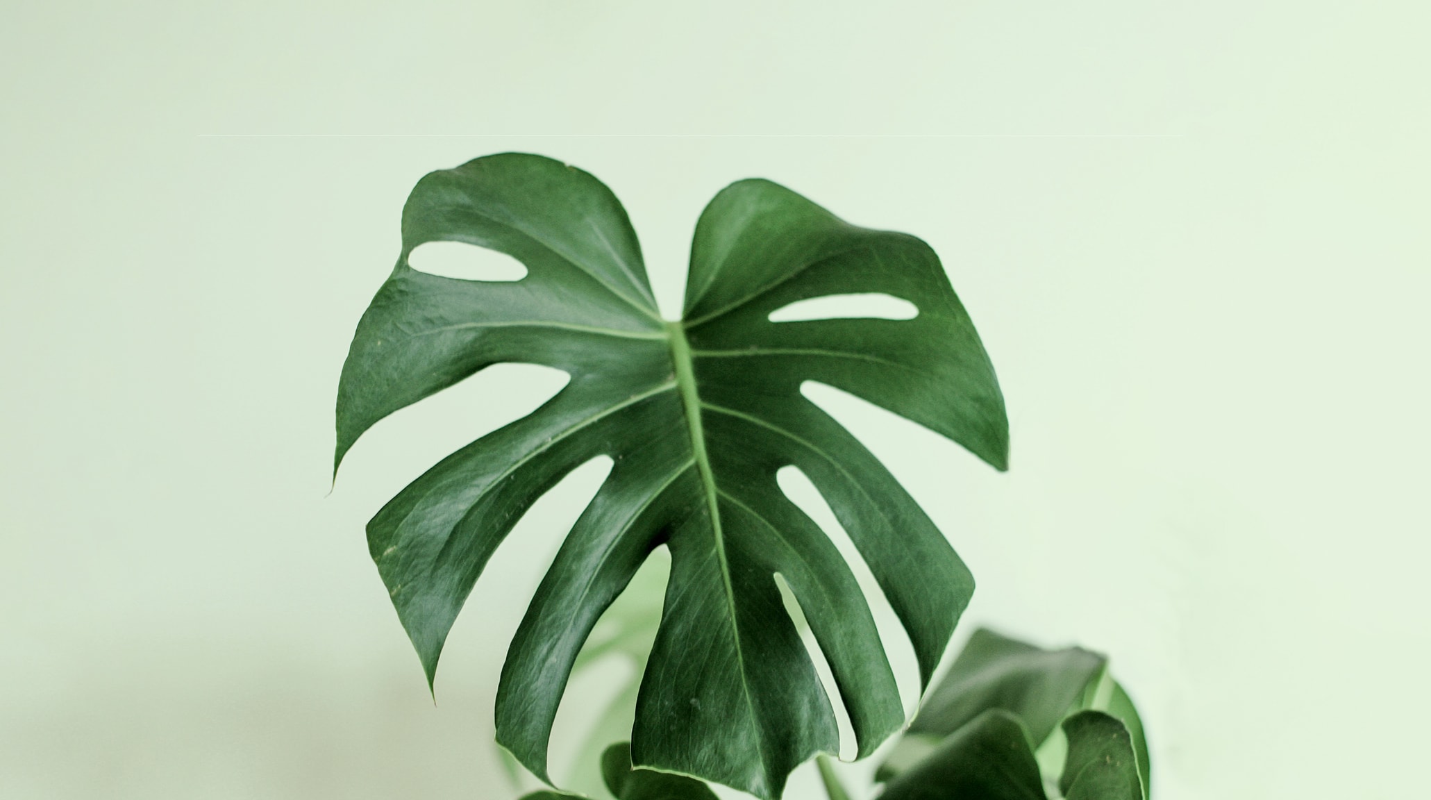 categories.plants-interior background image